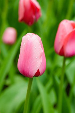Çiçek tarhında açık ve rüya gibi pembe laleler