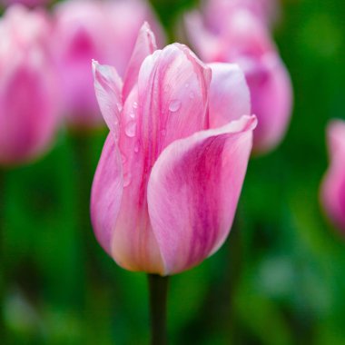 Yumuşak pembe ışık ve çiçek tarhında rüya gibi laleler.
