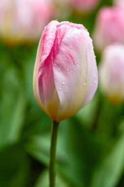 Çiçek tarhında yanan purissima laleleri.