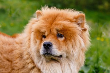 Şirin pofuduk köpek. 