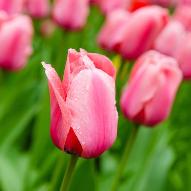 Çiçek tarhında açık ve rüya gibi pembe laleler