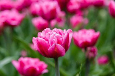 Çiçek tarhında pembe Britt laleleri