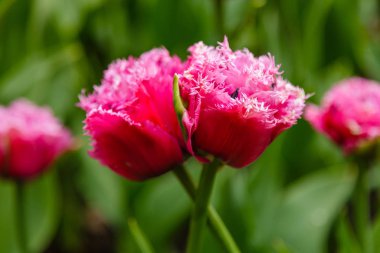 Çiçek tarhında yumuşak pembe kibrit çöpü laleleri