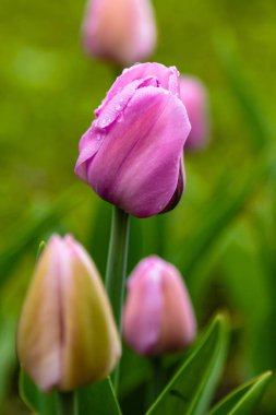 Çiçek tarhında yumuşak pembe laleler.