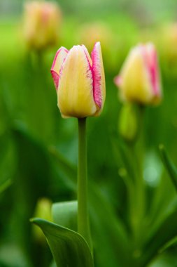 Parlak sarı ve pembe del piero laleleri