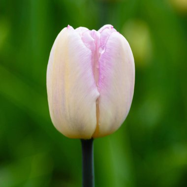 Çiçek tarhında güzel bir lale.