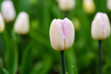Çiçek tarhında güzel laleler.