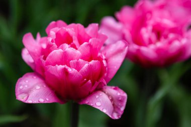 Çiçek tarhında pembe Britt laleleri