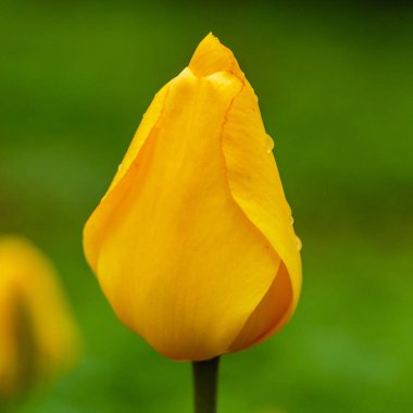 Parlak sarı lale geçidi