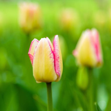 Parlak sarı ve pembe del piero laleleri