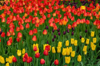 Parlak turuncu ve kırmızı Aydınlatan laleler çiçek tarhında