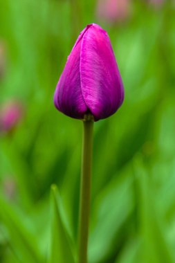 Çiçek tarhında parlak negrita lale
