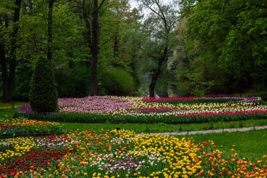 Çiçek tarhında parlak renkli laleler
