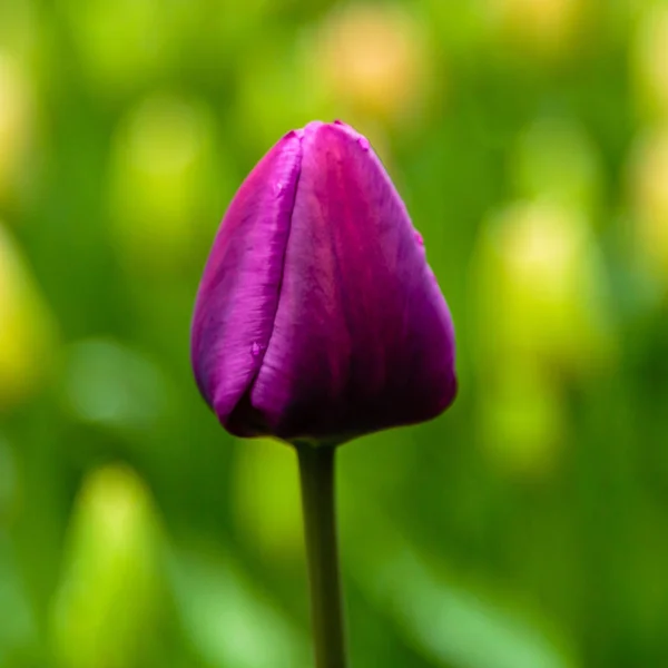 Яркий Негритянский Тюльпан Клумбе — стоковое фото