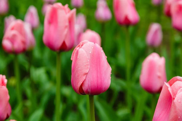 Light Dreamy Pink Tulips Flower Bed — ストック写真