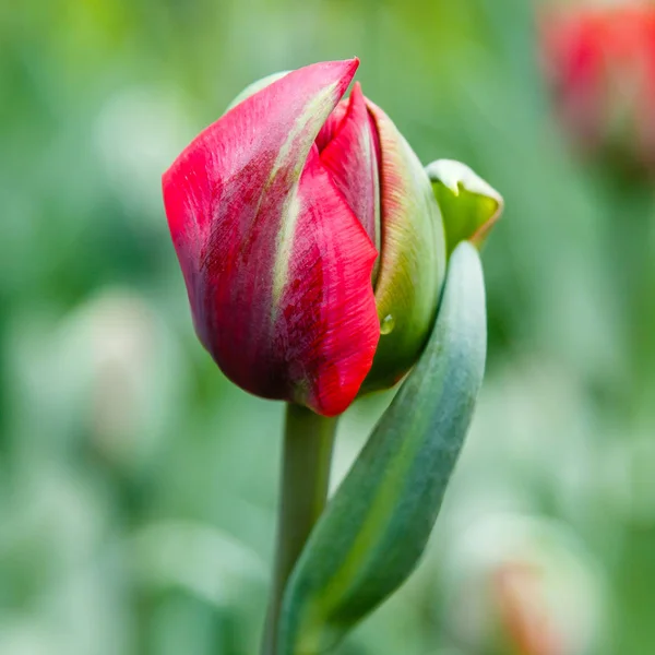 Tulipa Princesa Vermelha Brilhante — Fotografia de Stock