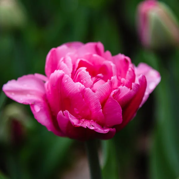 Rosa Tulpe Auf Dem Blumenbeet — Stockfoto