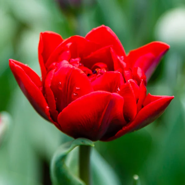 Tulipa Princesa Vermelha Brilhante — Fotografia de Stock