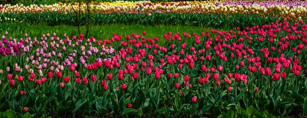 Çiçek tarhında parlak renkli laleler