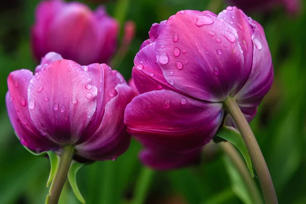 Фиолетовые Голубые Бриллиантовые Тюльпаны Клумбе — стоковое фото