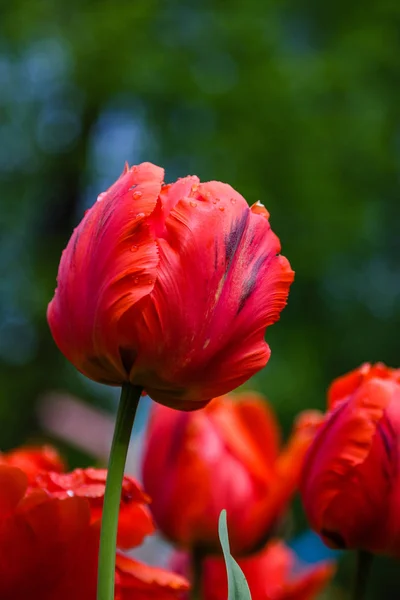 Loro Rojo Brillante Tulipanes Lecho Flores — Foto de Stock