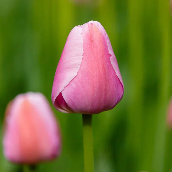 Ніжні Рожеві Солодкі Серцеві Тюльпани Клумбі — стокове фото