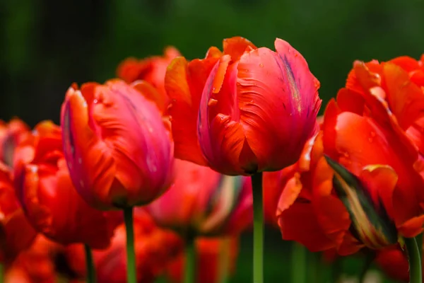 Bright red Parrot tulips on flower bed