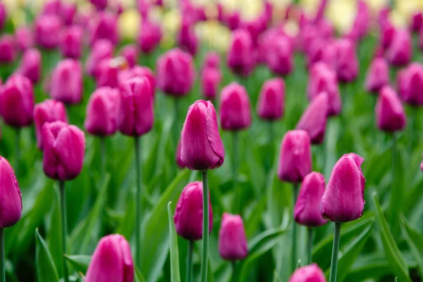 Tulipas Príncipe Roxo Canteiro Flores — Fotografia de Stock