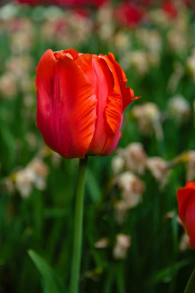 Loro Rojo Brillante Tulipán Lecho Flores — Foto de Stock