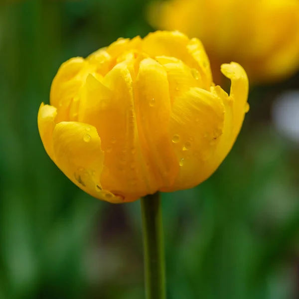 Yellow Granny Award Tulip — ストック写真