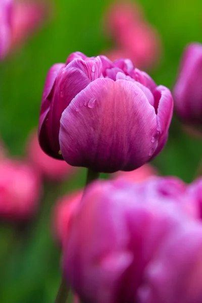 Lila Blaue Diamanttulpen Auf Dem Blumenbeet — Stockfoto