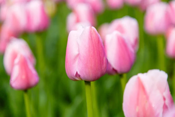 Tender Pink Sweet Heart Tulips Flower Bed — ストック写真