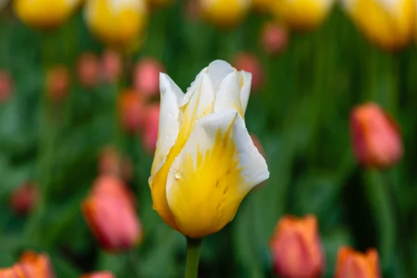 Tulipanes Cassini Naranja Brillante — Foto de Stock