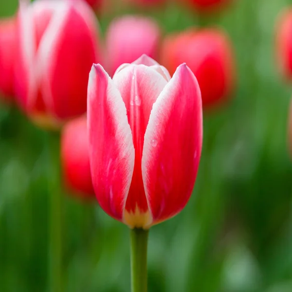 Vermelho Brilhante Doce Maçã Deliciar Tulipas Canteiro Flores — Fotografia de Stock