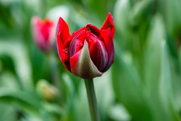 Tulipas Princesa Vermelho Brilhante — Fotografia de Stock