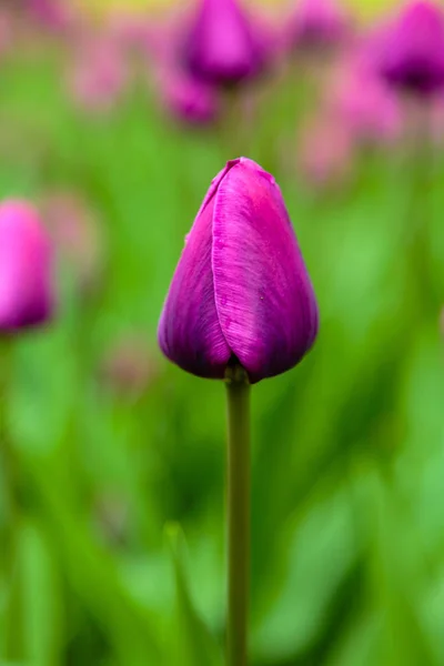 Fényes Negrita Tulipán Virágágyáson — Stock Fotó