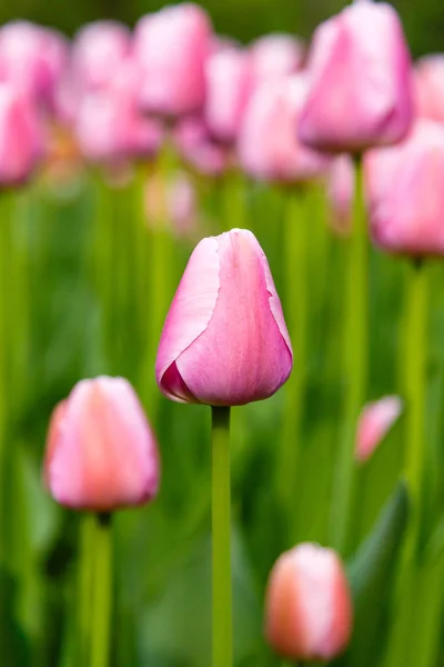 Ніжні Рожеві Солодкі Серцеві Тюльпани Клумбі — стокове фото