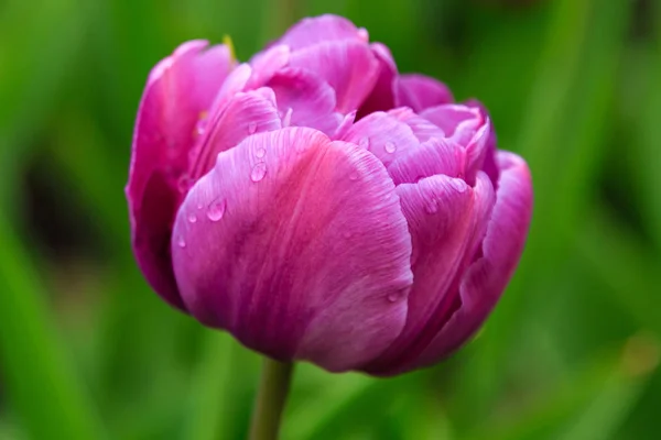 Lila Blaue Diamanttulpe Auf Dem Blumenbeet — Stockfoto