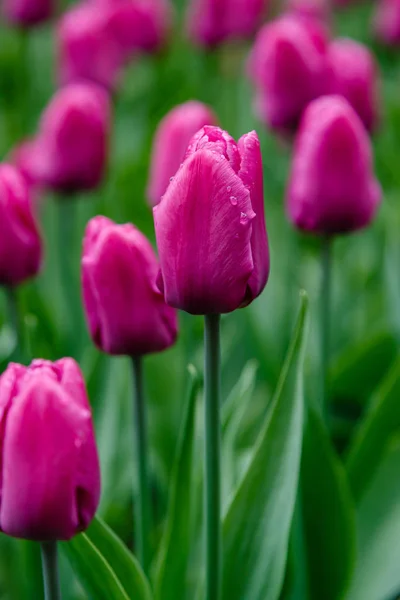 Lila Herceg Tulipán Virágágyás — Stock Fotó