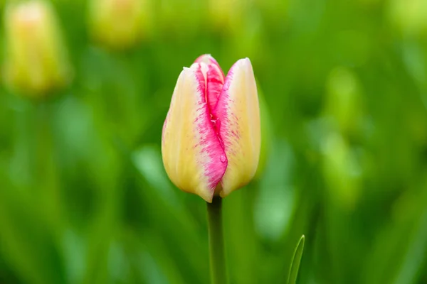 Heldere Gele Roze Del Piero Tulp — Stockfoto