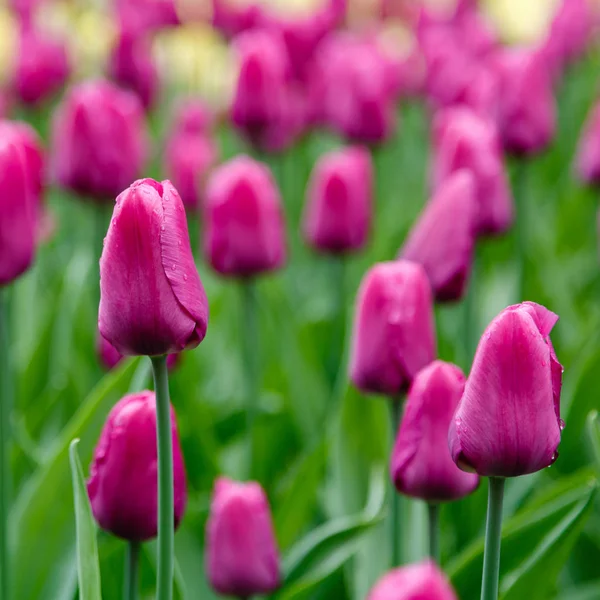 Purple Prince Tulips Flower Bed — ストック写真