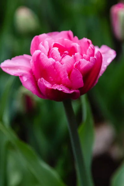 Rosa Tulpe Auf Dem Blumenbeet — Stockfoto