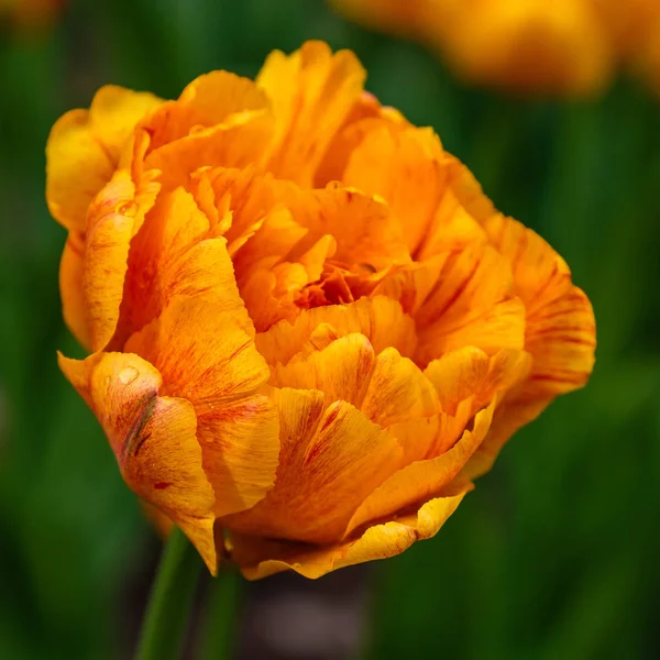 Orange Sun Lover Tulip — ストック写真
