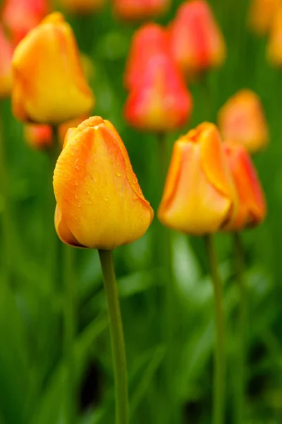 Orange lion tulips on flower bed