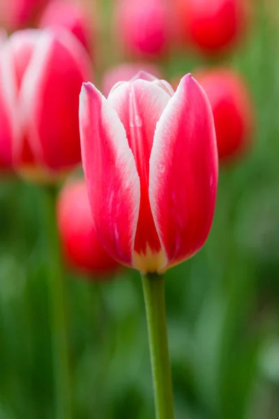 Vermelho Brilhante Doce Maçã Deliciar Tulipas Canteiro Flores — Fotografia de Stock