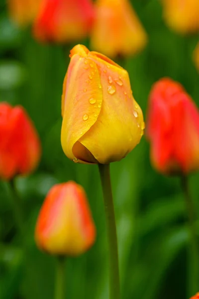 Orange lion tulips on flower bed