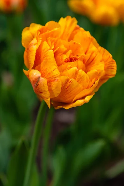 Orange Sun Lover Tulips — ストック写真