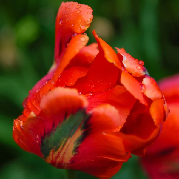 Bright red Parrot tulip on flower bed