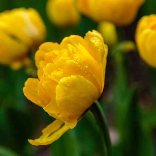Yellow Granny Award Tulips — ストック写真