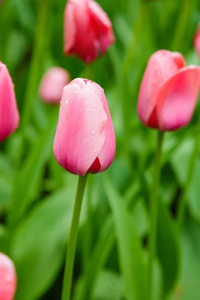 Легкі Мрійливі Рожеві Тюльпани Клумбі — стокове фото